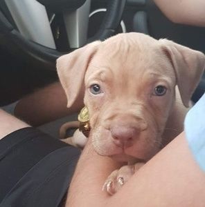 Meet your Posher, William